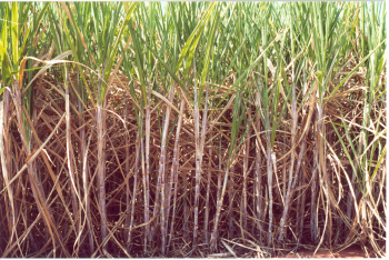 Produção de cana preocupa Dilma