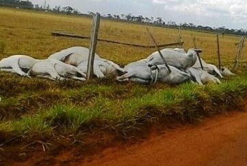 Temporal causa prejuízos na zona rural de Amambai Prejuízos somam cerca de R$ 80 mil / Foto: Divulgação