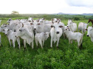 Venezuela compra 25,2% da carne bovina exportada por Mato Grosso em janeiro