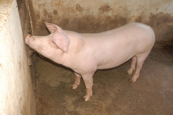 Preço mínimo de R$ 2,30 para carne suína está abaixo do custo de produção