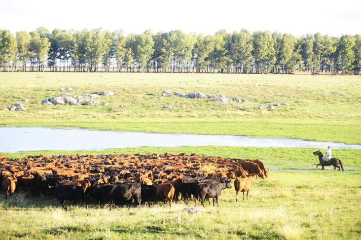 Rebanho bovino dos Estados Unidos é o menor das últimas décadas Rebanho bovino dos Estados Unidos é o menor das últimas décadas