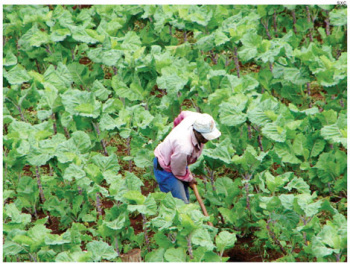 Mão de obra: Campo gerou 82,5 mil empregos em 2011