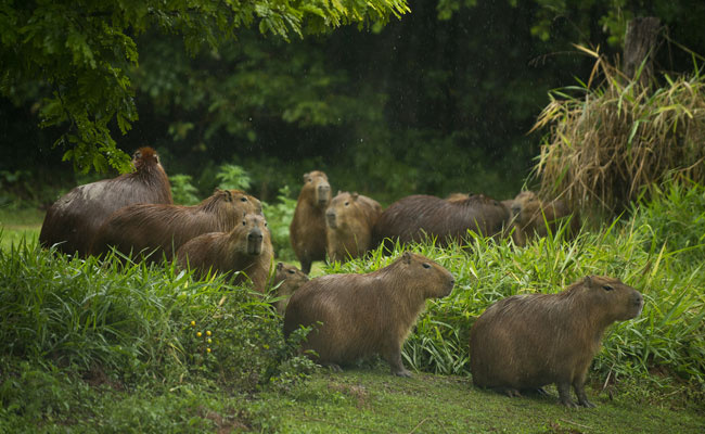 Criadores investem em carne de caça e faz sucesso entre chefs renomados Criadores investem em carne de caça e faz sucesso entre chefs renomados