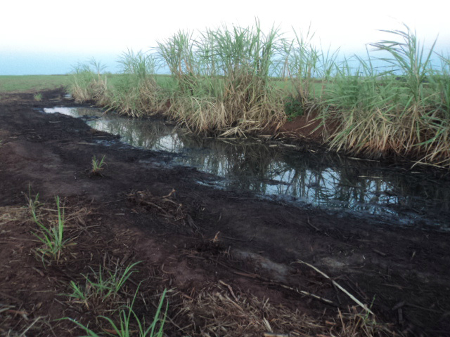 Mosca-de-estábulo ameaça produtividade pecuária Foto: Milton BuenoLagoa de vinhaça que, segundo o produtor, seria o foco de proliferação do inseto