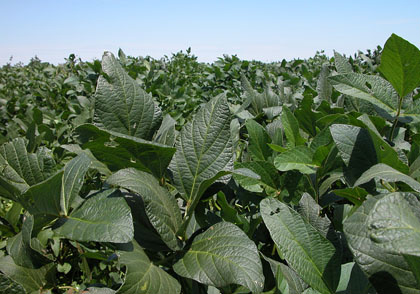 Campo Grande sediará 9º Encontro de fiscalização e seminário nacional sobre agrotóxicos