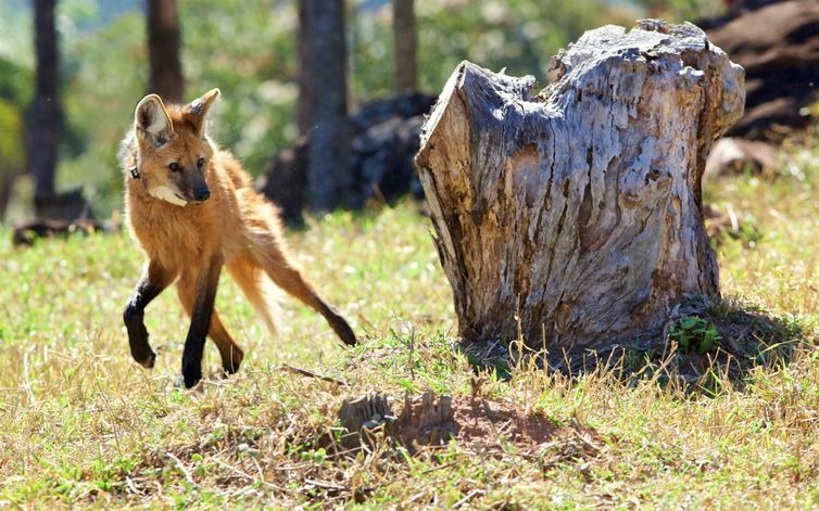 Conservação do lobo-guará beneficia produtores rurais, dizem biólogos Animal é onívoro e tem papel importante na natureza - Ricardo Boulhosa/IPC/AES/CENAP/Direitos reservados