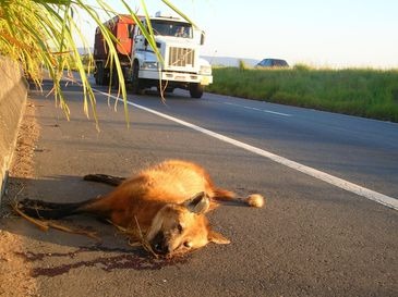 Conservação do lobo-guará beneficia produtores rurais, dizem biólogos Atropelamento é uma ameaça permanente à espécie com a expansão das estradas - Rogério Cunha / Direitos reservados