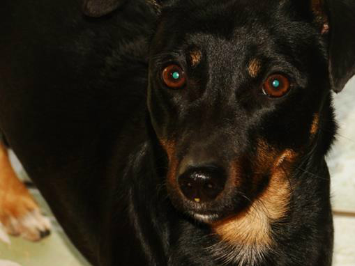 Sobre cachorros e políticos, ou ainda: A falácia e o oportunismo Prince. / Foto: Luiz Peixoto