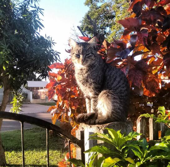 Sobre cachorros e políticos, ou ainda: A falácia e o oportunismo A Gata. / Foto: Luiz Peixoto