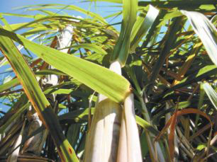 Revisão aumenta projeção de safra de cana em MS em mais 800 mil toneladas