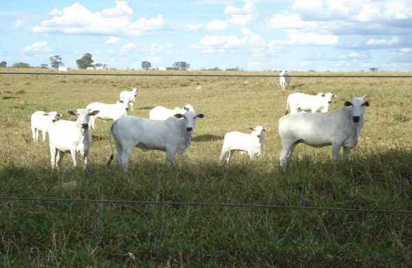 Boi no MS tem negócios com alta de R$2 na arroba