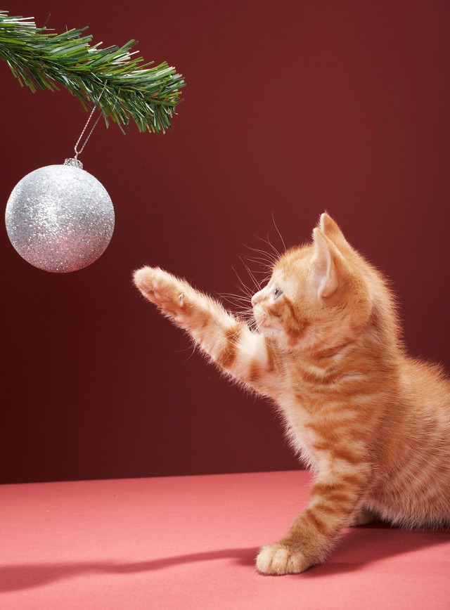 Como escolher a árvore de Natal perfeita para sua casa Como escolher a árvore de Natal perfeita para sua casa