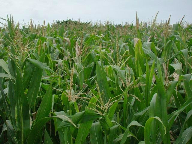 Chuvas favorecem desenvolvimento do milho 2ª safra em MS, segundo Aprosoja/MS Aprosoja/MS estima que Estado alcançará produtividade média de 85 sc/ha / Foto: Assessoria