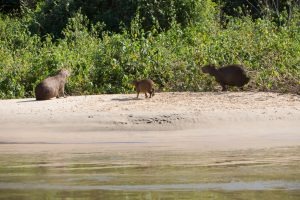 Queimadas no Pantanal não alcançam regiões de pousadas e hotéis fazenda de MS Queimadas no Pantanal não alcançam regiões de pousadas e hotéis fazenda de MS