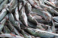 Laboratório brasileiro é referência internacional em DNA de peixes