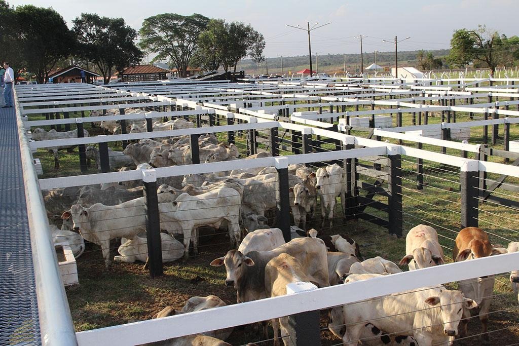 Leilões da 31ª Expobai são oportunidades de negócio para Amambai e região Serão ofertados mais de 1000 animais de corte / Foto: Divulgação