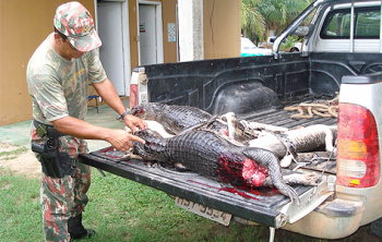 Dono de pousada que organizava grupos para caçadas é preso com mais quatro em MS Dono de pousada que organizava grupos para caçadas é preso com mais quatro em MS