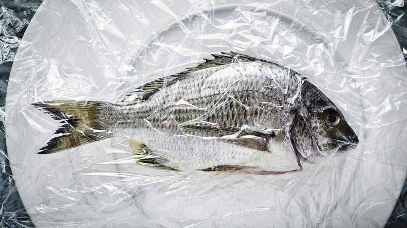 Cientistas japoneses criam sensor que detecta alimentos estragados Peixe: o sensor é capaz de detectar a histamina, uma substância gerada quando as bactérias começam a decompor os aminoácidos dos alimentos / Foto: Divulgação