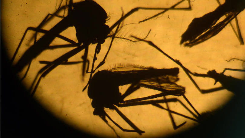 Vietnã registra primeiros dois casos de Zika Vietnã registra primeiros dois casos de Zika