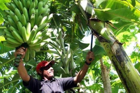 Bananicultura é ótima opção de investimento para produtores Bananicultura é ótima opção de investimento para produtores