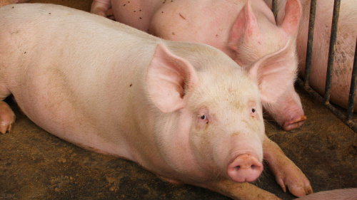 Galinhas e porcos serão expulsos de cidade de Dourados