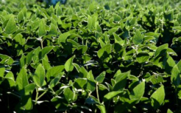 Solo adubado compensa recuo nas vendas de fertilizantes na safra 15/16