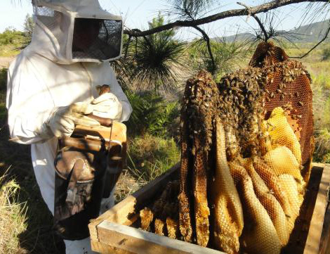 Produção em pequena escala localizadas em matas e capões do Pantanal sul-mato-grossense e conta, agora, com o registro de Indicação de Procedência (IP) / Foto: Divulgação
