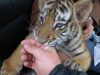 PRF apreende filhote de tigre na BR-277