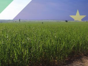 MS projeta alta de 10,5% na produção de cana-de-açúcar MS projeta alta de 10,5% na produção de cana-de-açúcar