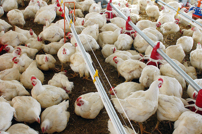 Demanda menor faz preço do frango cair quase 10% no início de 2011 Demanda menor faz preço do frango cair quase 10% no início de 2011