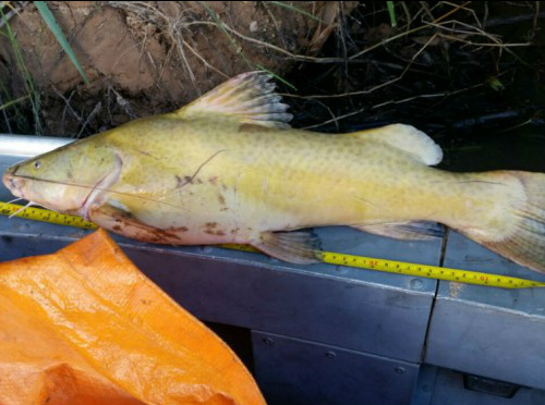 Multas chegaram a R$ 22,2 mil nesse feriado / Foto: Divulgação