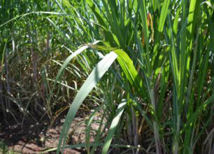 Mato Grosso do Sul encerra a safra 2012/2013 se mantendo como o quinto maior produtor nacional de cana.Foto: Anderson Viegas
