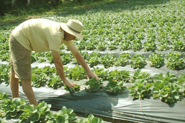 Médios produtores rurais contratam R$ 11,36 bi na safra 2012/13 Médios produtores rurais contratam R$ 11,36 bi na safra 2012/13