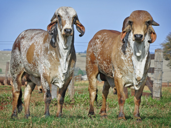 Leilão São Lourenço traz a melhor genética à Expobai Leilão São Lourenço traz a melhor genética à Expobai