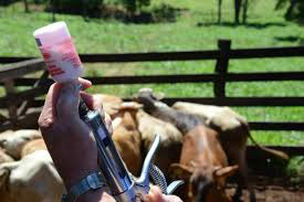 Governo quer vacinar 150 milhões de cabeças de gado contra febre aftosa