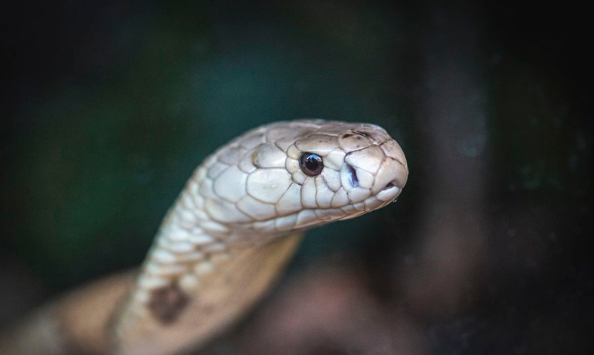 © Ivan Mattos/Zoológico de Brasília