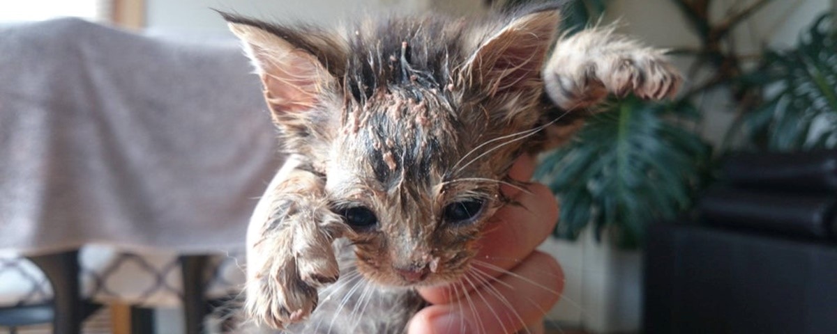 15 gatos que fizeram uma bagunça total ao comer Foto: divulgação
