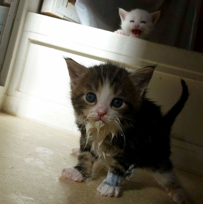 15 gatos que fizeram uma bagunça total ao comer (Fonte: Imgur - prekhtor/Reprodução)