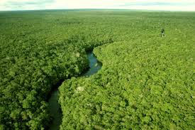 Fundo Amazônia arrecada R$ 2 bilhões contra o desmatamento