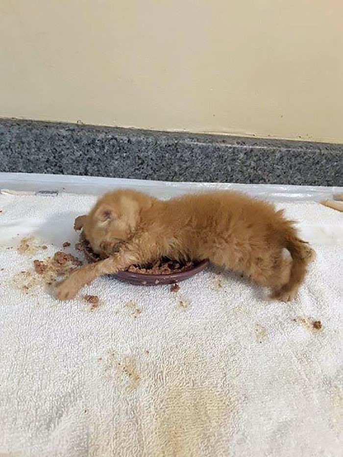 15 gatos que fizeram uma bagunça total ao comer (Fonte: Reddit - Betsy514/Reprodução)