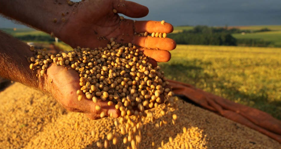 Safra de cereais, leguminosas e oleaginosas registra 238,4 milhões de toneladas