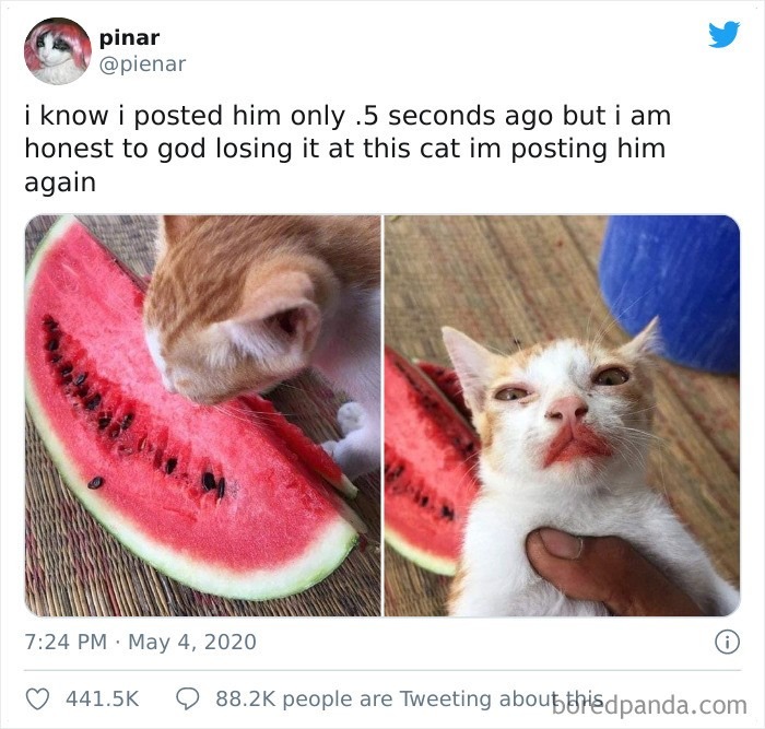 15 gatos que fizeram uma bagunça total ao comer (Fonte: Twitter - pienar/Reprodução)