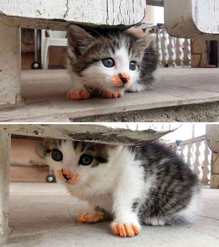 15 gatos que fizeram uma bagunça total ao comer (Fonte: Reddit - Anexis91/Reprodução)