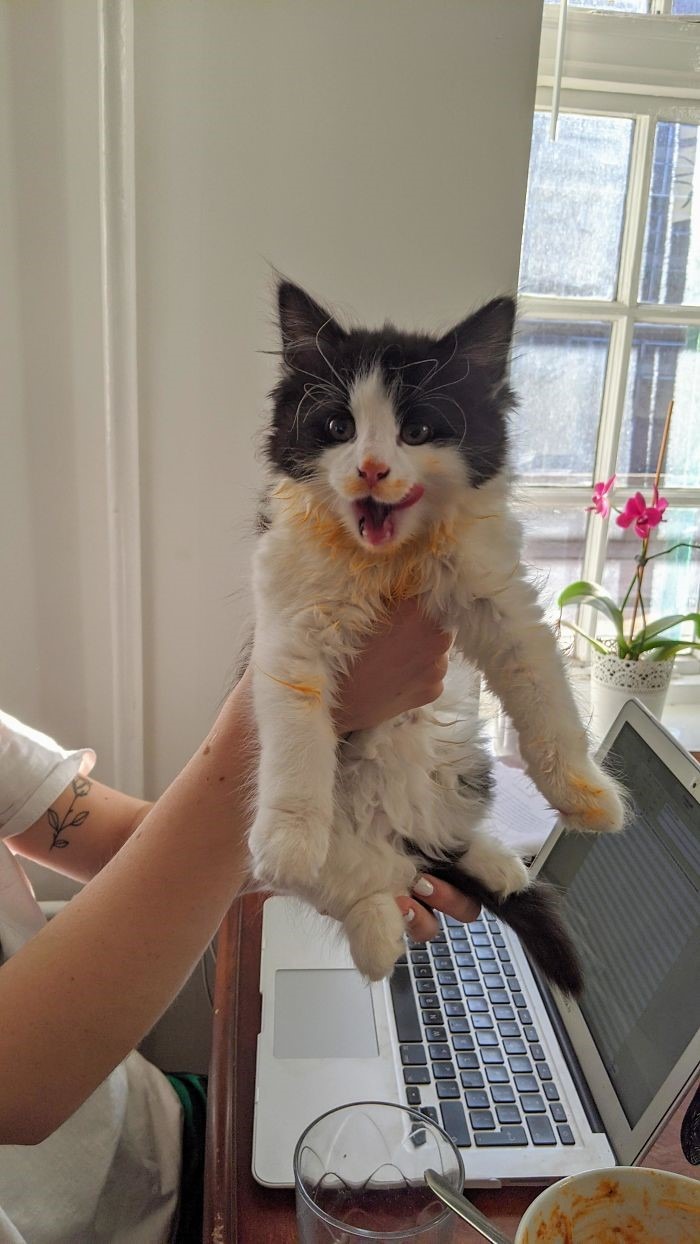 15 gatos que fizeram uma bagunça total ao comer (Fonte: Reddit - Heisen-Bro/Reprodução)