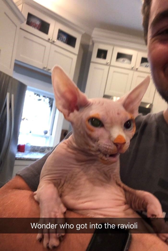 15 gatos que fizeram uma bagunça total ao comer (Fonte: Reddit - SmeefKweef/Reprodução)