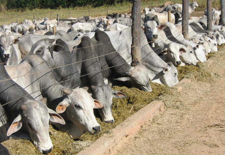 Ração com erva-mate para boi melhora qualidade da carne