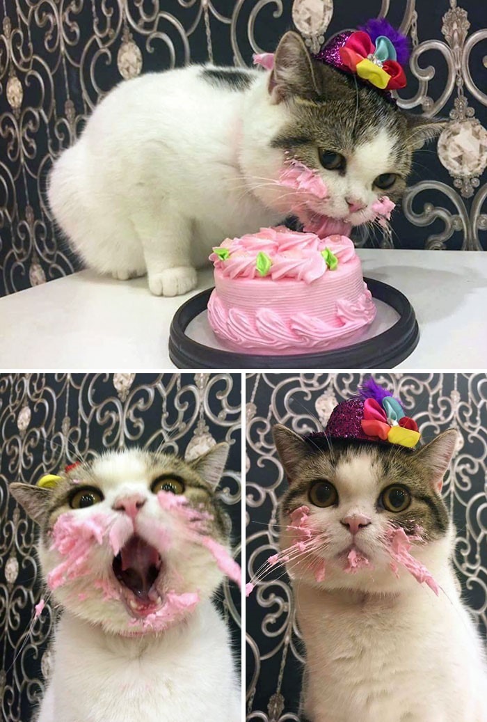 15 gatos que fizeram uma bagunça total ao comer (Fonte: Bored Panda/Reprodução)