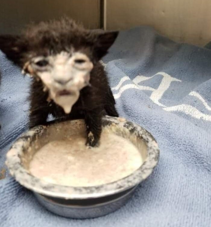 15 gatos que fizeram uma bagunça total ao comer (Fonte: Reddit - repsugar/Reprodução)