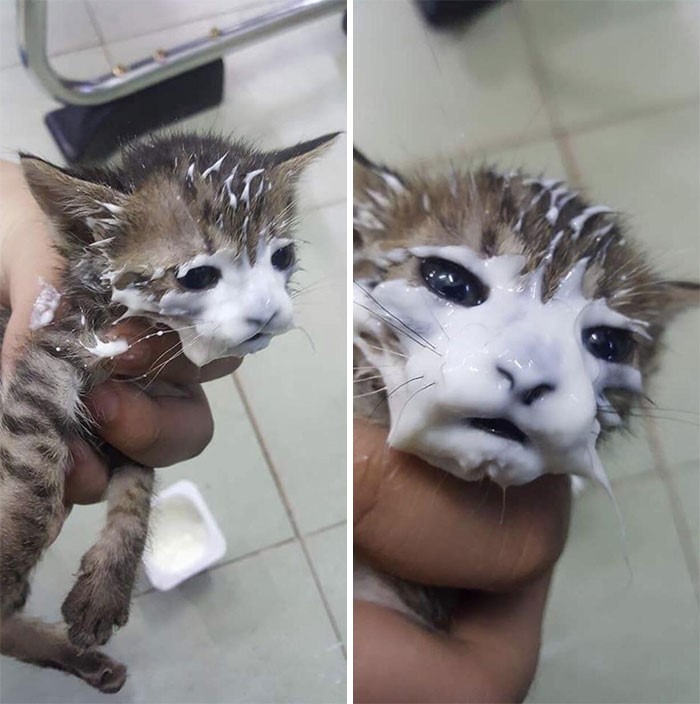 15 gatos que fizeram uma bagunça total ao comer (Fonte: Reddit/Reprodução)