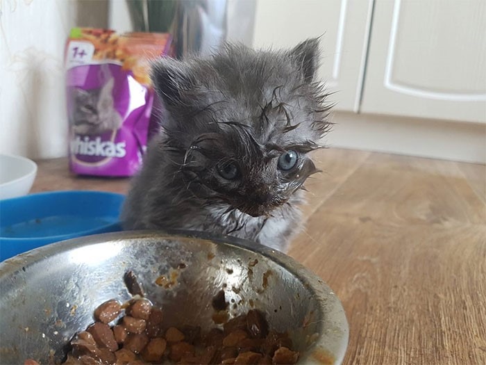15 gatos que fizeram uma bagunça total ao comer (Fonte: Pikabu - Psihoscinik/Reprodução)